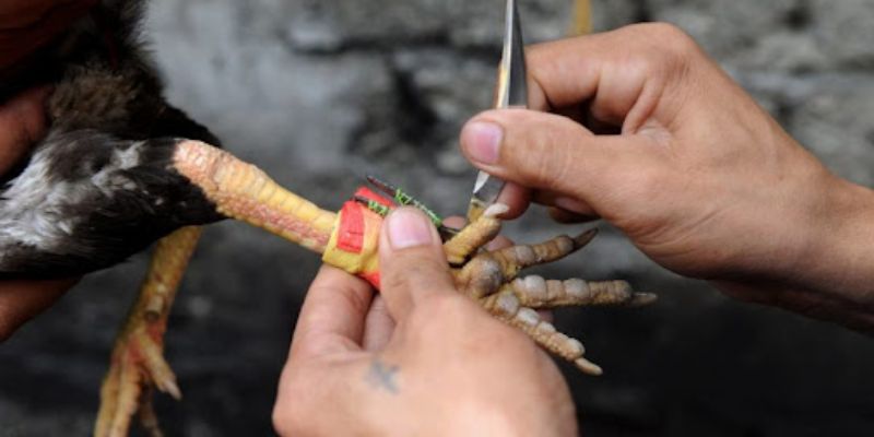 Một vài kinh nghiệm cược hay được chia sẻ từ các tay chơi chuyên nghiệp